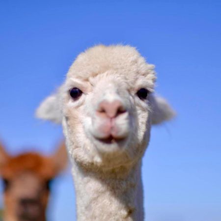 Отель Glenview Alpaca Farm Ясс Экстерьер фото