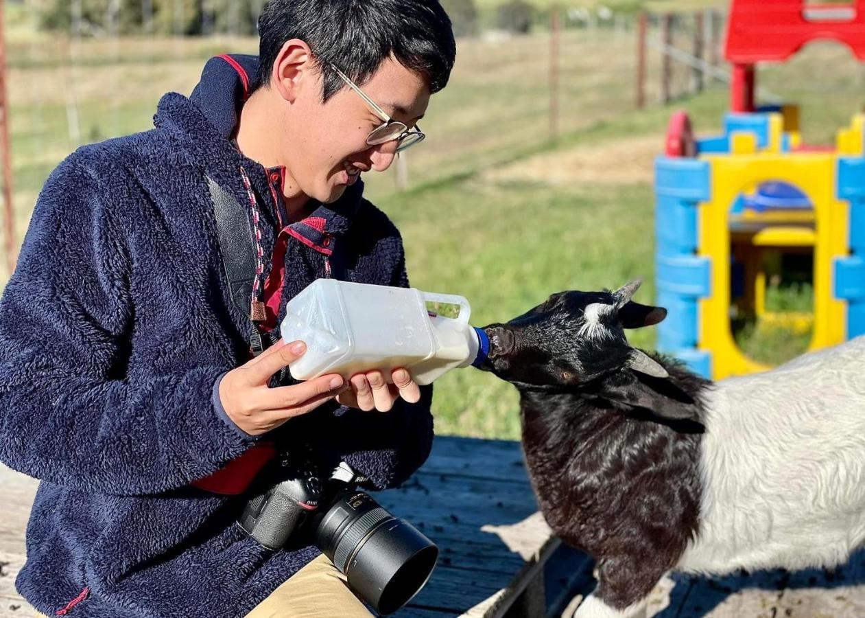 Отель Glenview Alpaca Farm Ясс Экстерьер фото