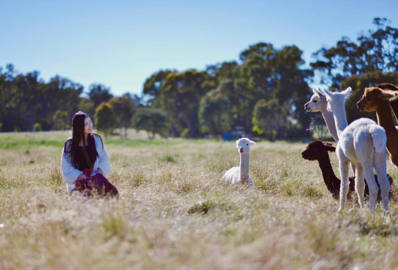 Отель Glenview Alpaca Farm Ясс Экстерьер фото