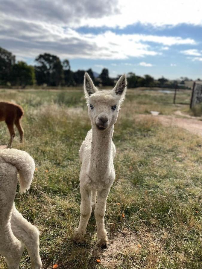 Отель Glenview Alpaca Farm Ясс Экстерьер фото