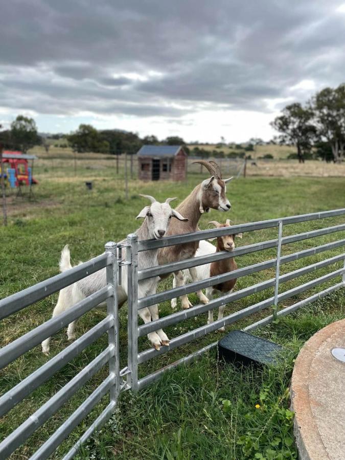 Отель Glenview Alpaca Farm Ясс Экстерьер фото