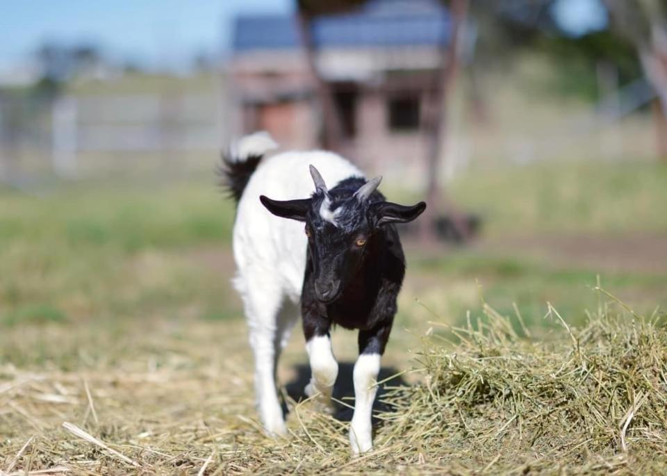 Отель Glenview Alpaca Farm Ясс Экстерьер фото