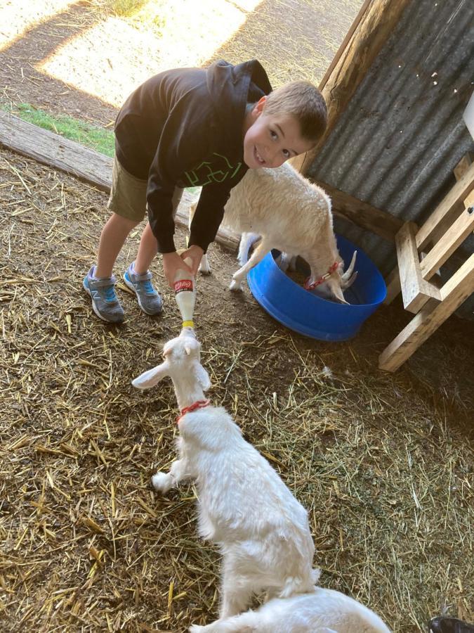 Отель Glenview Alpaca Farm Ясс Экстерьер фото