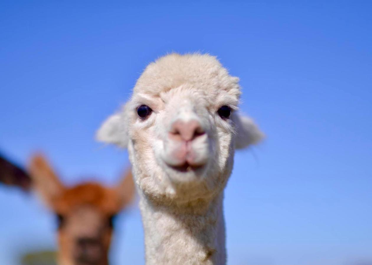 Отель Glenview Alpaca Farm Ясс Экстерьер фото