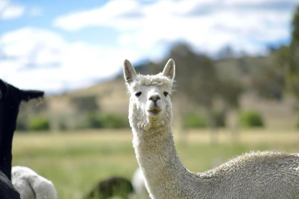 Отель Glenview Alpaca Farm Ясс Экстерьер фото