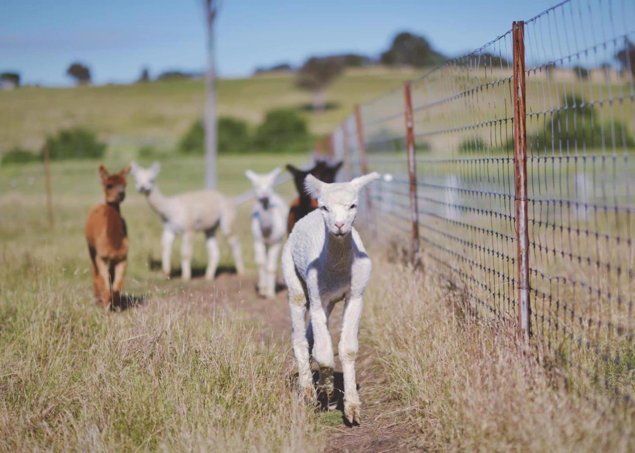 Отель Glenview Alpaca Farm Ясс Экстерьер фото