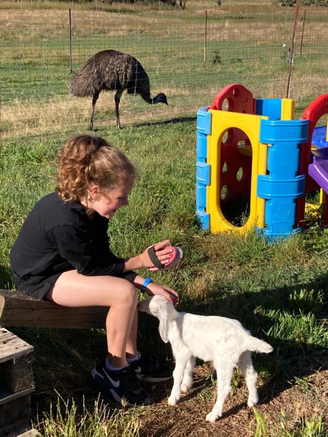 Отель Glenview Alpaca Farm Ясс Экстерьер фото