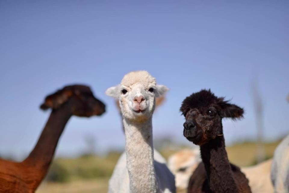 Отель Glenview Alpaca Farm Ясс Экстерьер фото