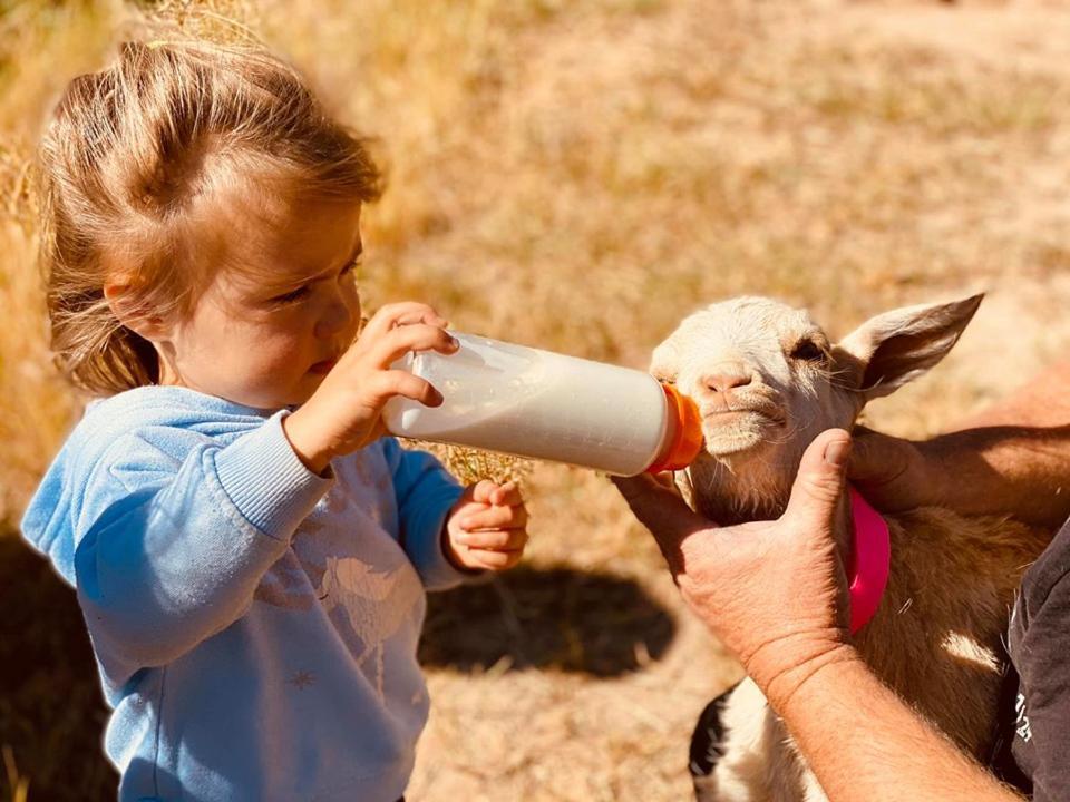 Отель Glenview Alpaca Farm Ясс Экстерьер фото