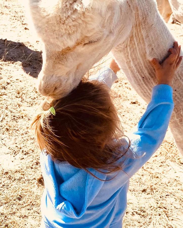 Отель Glenview Alpaca Farm Ясс Экстерьер фото